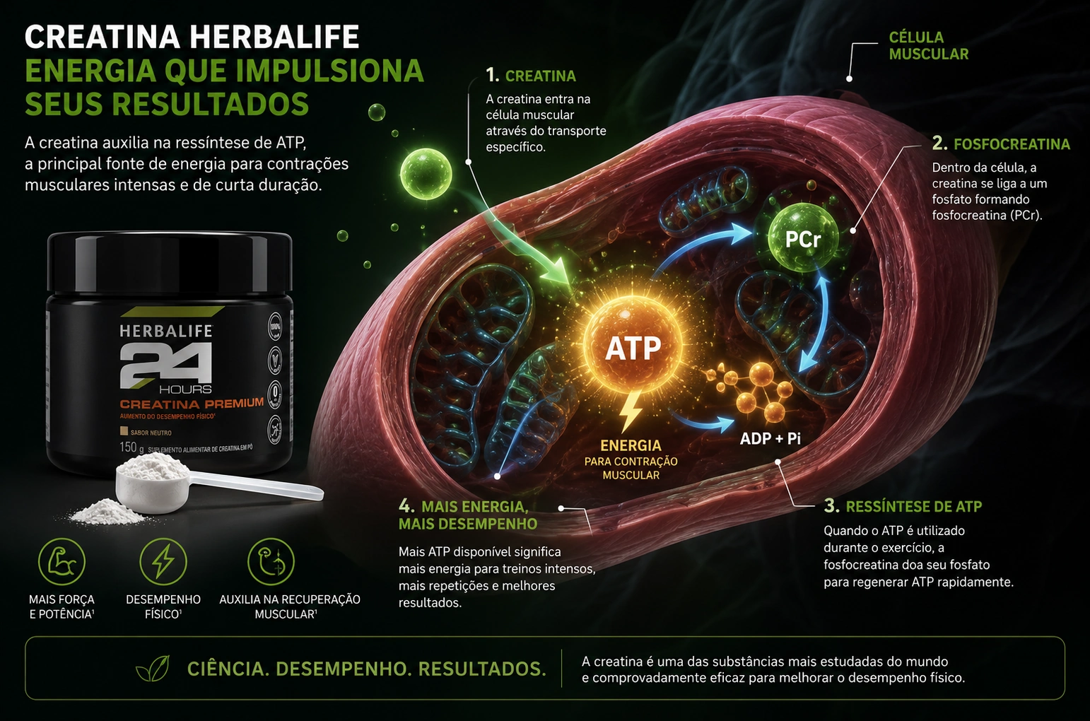 Ilustração científica demonstrando a ressíntese de ATP e energia celular nas células musculares com Creatina Herbalife