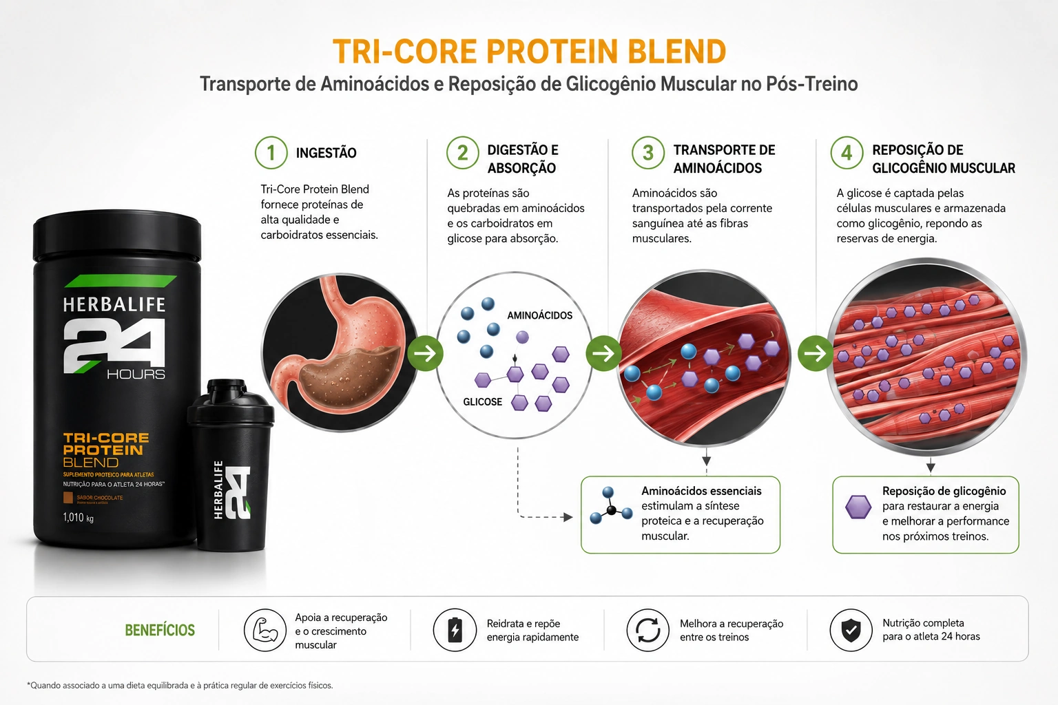 Gráfico explicativo demonstrando o transporte de aminoácidos e a reposição de glicogênio muscular no pós-treino com Tri-Core Protein Blend